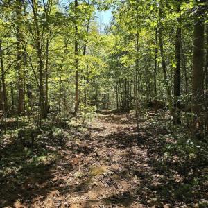 Photo #32 of HURT HOLLOW RD, BANCO, VA 29.5 acres