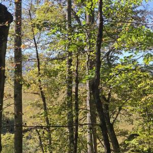 Photo #33 of HURT HOLLOW RD, BANCO, VA 29.5 acres