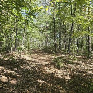 Photo #19 of HURT HOLLOW RD, BANCO, VA 29.5 acres