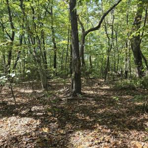 Photo #4 of HURT HOLLOW RD, BANCO, VA 29.5 acres