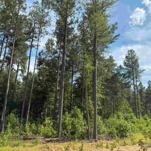 Photo #8 of HOLLAND ROAD (TRACT: JR BEDFORD-BOWLES_SIMS-1), COLUMBIA, VA 76.6 acres