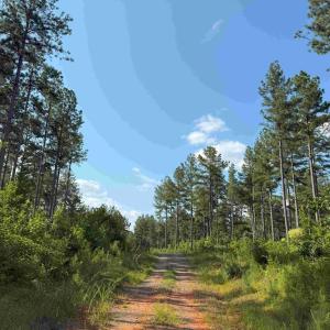 Photo #14 of HOLLAND ROAD (TRACT: JR BEDFORD-BOWLES_SIMS-1), COLUMBIA, VA 76.6 acres