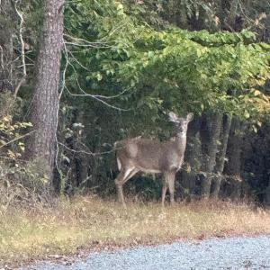 Photo #4 of BEECH TREE ROAD, ORANGE, VA 12.9 acres