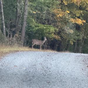 Photo #2 of BEECH TREE ROAD, ORANGE, VA 12.9 acres
