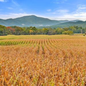 Photo #20 of FAIRVIEW RD, LURAY, VA 26.9 acres