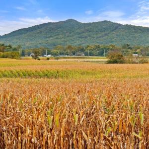 Photo #10 of FAIRVIEW RD, LURAY, VA 26.9 acres