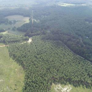 Photo #5 of HOLLAND ROAD (TRACT: JR BEDFORD-BOWLES_SIMS-2), COLUMBIA, VA 64.4 acres