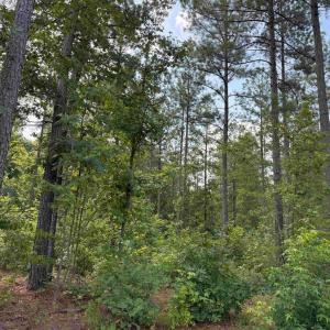 Photo #6 of HOLLAND ROAD (TRACT: JR BEDFORD-BOWLES_SIMS-2), COLUMBIA, VA 64.4 acres