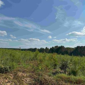 Photo #11 of HOLLAND ROAD (TRACT: JR BEDFORD-BOWLES_SIMS-2), COLUMBIA, VA 64.4 acres