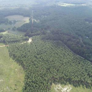 Photo #5 of HOLLAND ROAD (TRACT: JR BEDFORD-BOWLES_SIMS-4), COLUMBIA, VA 94.1 acres