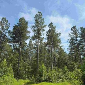 Photo #9 of HOLLAND ROAD (TRACT: JR BEDFORD-BOWLES_SIMS-4), COLUMBIA, VA 94.1 acres