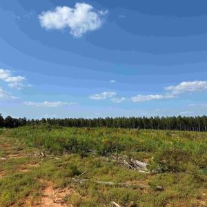 Photo #4 of DOGWOOD DRIVE (TRACT: JR BEDFORD-BOWLES_SIMS-3), COLUMBIA, VA 61.5 acres