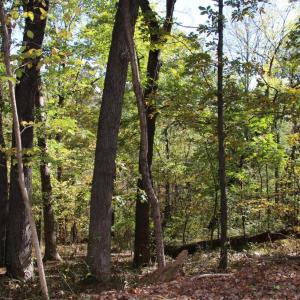Photo #5 of RIVER VIEW PL, SHENANDOAH, VA 3.0 acres