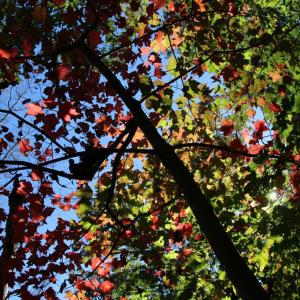 Photo #6 of RIVER VIEW PL, SHENANDOAH, VA 3.0 acres