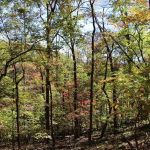 Photo #11 of RIVER VIEW PL, SHENANDOAH, VA 3.0 acres