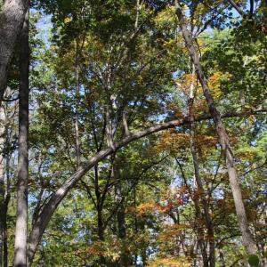 Photo #13 of RIVER VIEW PL, SHENANDOAH, VA 3.0 acres