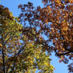 Photo #14 of RIVER VIEW PL, SHENANDOAH, VA 3.0 acres
