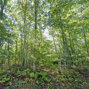 Photo #7 of LAUREL RD, SHIPMAN, VA 3.2 acres