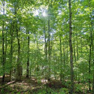 Photo #8 of LAUREL RD, SHIPMAN, VA 3.2 acres
