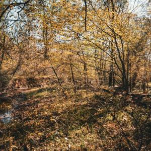 Photo #7 of 14603 COX MILL RD, GORDONSVILLE, VA 178.6 acres