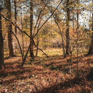 Photo #8 of 14603 COX MILL RD, GORDONSVILLE, VA 178.6 acres