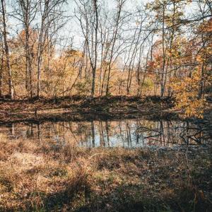 Photo #9 of 14603 COX MILL RD, GORDONSVILLE, VA 178.6 acres