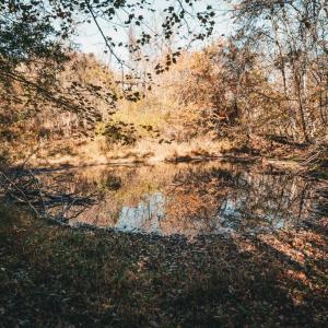 Photo #10 of 14603 COX MILL RD, GORDONSVILLE, VA 178.6 acres