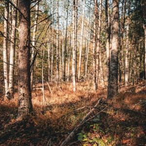 Photo #11 of 14603 COX MILL RD, GORDONSVILLE, VA 178.6 acres