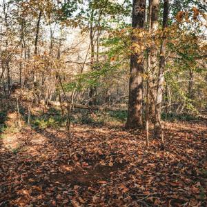 Photo #13 of 14603 COX MILL RD, GORDONSVILLE, VA 178.6 acres