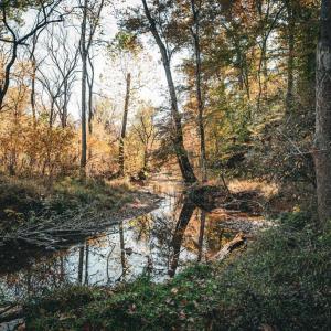 Photo #14 of 14603 COX MILL RD, GORDONSVILLE, VA 178.6 acres