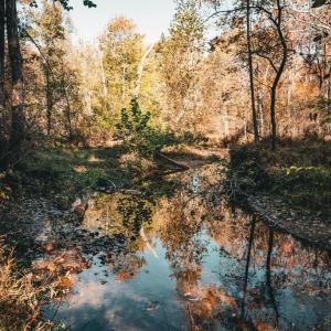 Photo #15 of 14603 COX MILL RD, GORDONSVILLE, VA 178.6 acres