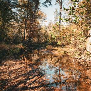 Photo #16 of 14603 COX MILL RD, GORDONSVILLE, VA 178.6 acres