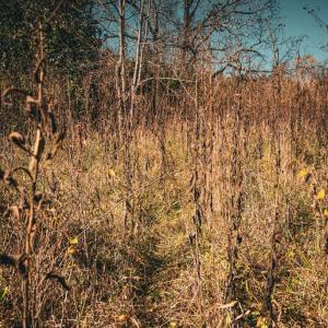 Photo #17 of 14603 COX MILL RD, GORDONSVILLE, VA 178.6 acres