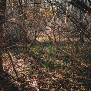 Photo #19 of 14603 COX MILL RD, GORDONSVILLE, VA 178.6 acres