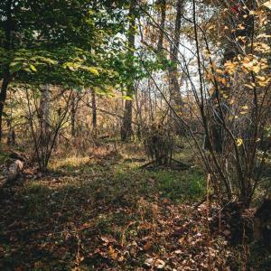 Photo #20 of 14603 COX MILL RD, GORDONSVILLE, VA 178.6 acres