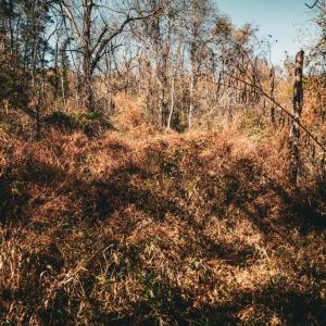 Photo #21 of 14603 COX MILL RD, GORDONSVILLE, VA 178.6 acres