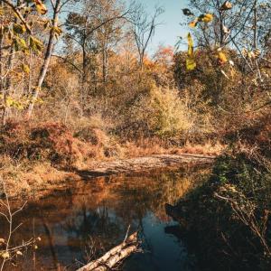 Photo #22 of 14603 COX MILL RD, GORDONSVILLE, VA 178.6 acres