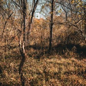 Photo #24 of 14603 COX MILL RD, GORDONSVILLE, VA 178.6 acres