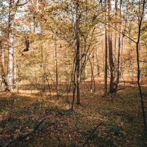 Photo #25 of 14603 COX MILL RD, GORDONSVILLE, VA 178.6 acres