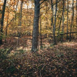 Photo #26 of 14603 COX MILL RD, GORDONSVILLE, VA 178.6 acres