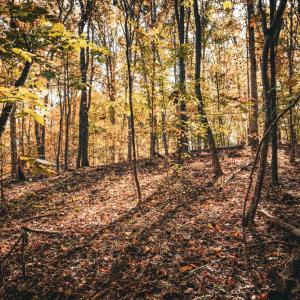 Photo #27 of 14603 COX MILL RD, GORDONSVILLE, VA 178.6 acres