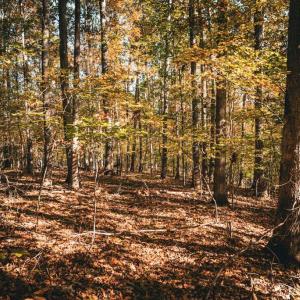 Photo #28 of 14603 COX MILL RD, GORDONSVILLE, VA 178.6 acres