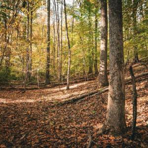 Photo #29 of 14603 COX MILL RD, GORDONSVILLE, VA 178.6 acres