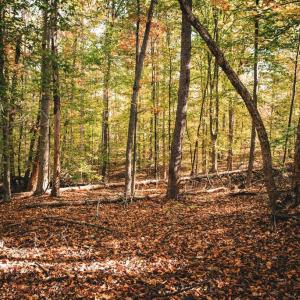 Photo #30 of 14603 COX MILL RD, GORDONSVILLE, VA 178.6 acres