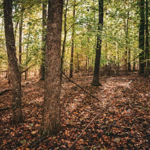 Photo #31 of 14603 COX MILL RD, GORDONSVILLE, VA 178.6 acres