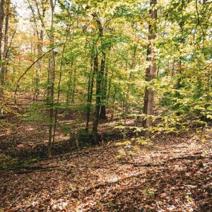 Photo #32 of 14603 COX MILL RD, GORDONSVILLE, VA 178.6 acres
