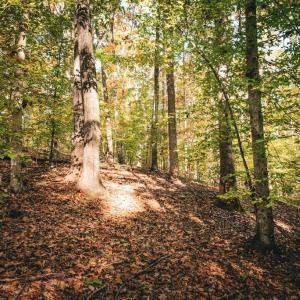 Photo #34 of 14603 COX MILL RD, GORDONSVILLE, VA 178.6 acres