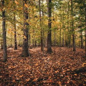 Photo #35 of 14603 COX MILL RD, GORDONSVILLE, VA 178.6 acres