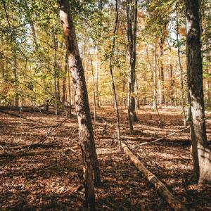 Photo #36 of 14603 COX MILL RD, GORDONSVILLE, VA 178.6 acres