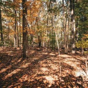 Photo #37 of 14603 COX MILL RD, GORDONSVILLE, VA 178.6 acres